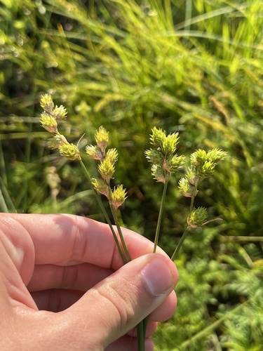opaque oval sedge (Carex opaca)