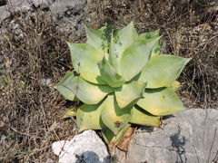 Agave mitis