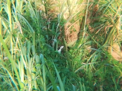 Amaurornis phoenicurus