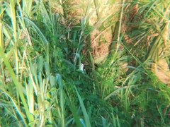 Amaurornis phoenicurus