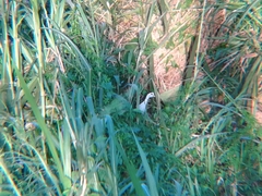 Amaurornis phoenicurus