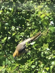 Icterus bullockii