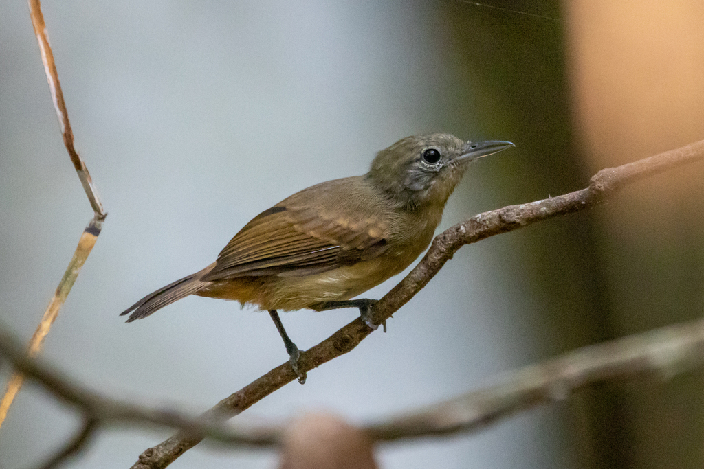 White-Flanked Antwren