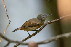 White-Flanked Antwren photo 1