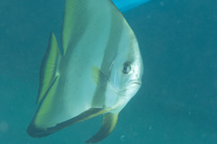 Platax boersii