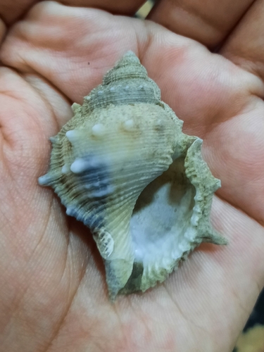 Bufonaria echinata observed 2024-05-12