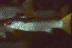 Ellochelon vaigiensis