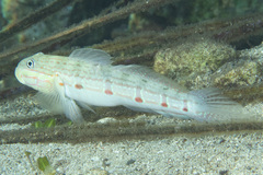 Valenciennea longipinnis