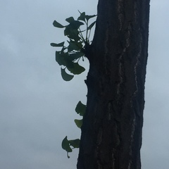 Ginkgo biloba