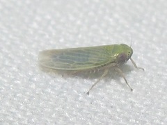 Graminella nigrifrons