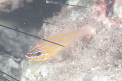 Ostorhinchus properuptus