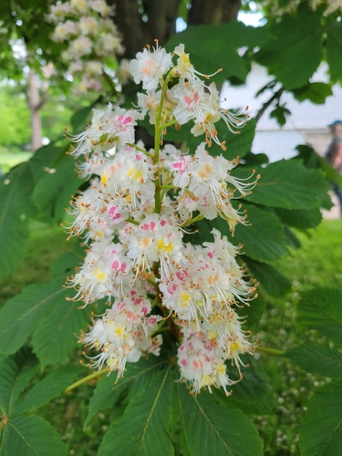 Aesculus hippocastanum iNat (1)