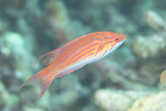 Paracheilinus filamentosus