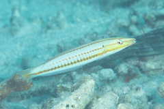 Hologymnosus doliatus
