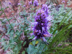 Agastache occidentalis