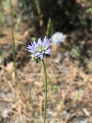 Gilia capitata capitata