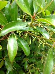 Ternstroemia gymnanthera