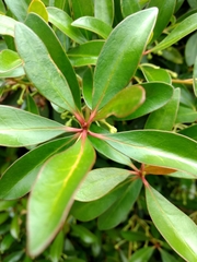 Ternstroemia gymnanthera