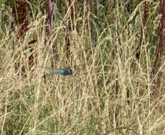 Rhionaeschna multicolor