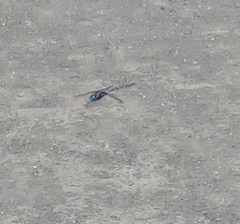 Rhionaeschna multicolor