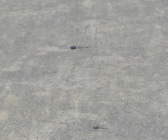 Rhionaeschna multicolor