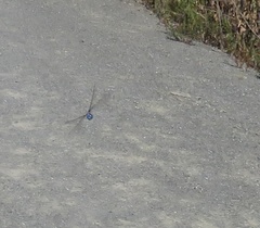 Rhionaeschna multicolor