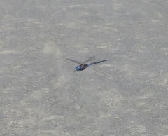 Rhionaeschna multicolor