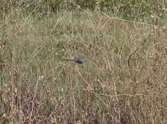 Rhionaeschna multicolor