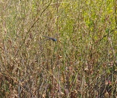 Rhionaeschna multicolor