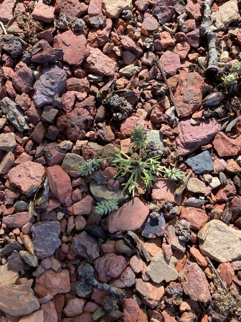 Curveseed Butterwort from Newell County No. 4, AB T0J, Canada on May 18