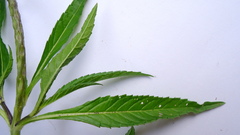 Stachytarpheta angustifolia