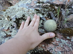 Mammillaria densispina