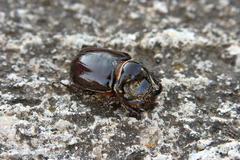 Oryctes nasicornis grypus