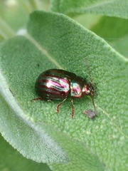 Chrysolina americana