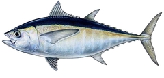 Blackfin Tuna photo 3