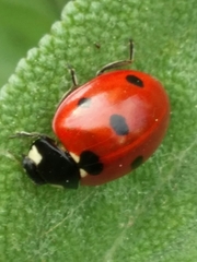 Coccinella septempunctata
