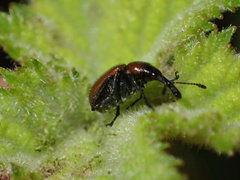 Merhynchites wickhami