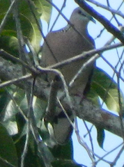 Streptopelia chinensis