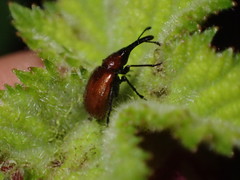 Merhynchites wickhami