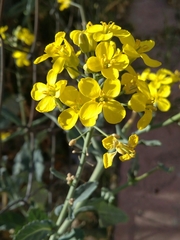 Brassicaceae