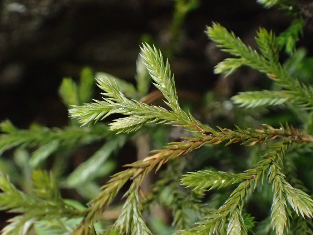 Selaginella sect. Homeophyllae