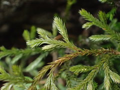 Selaginella oregana
