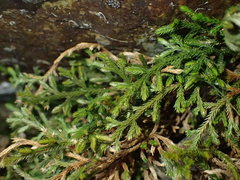 Selaginella oregana