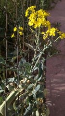 Brassicaceae
