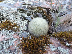 Mammillaria densispina