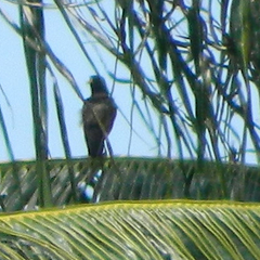 Acridotheres tristis