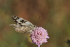 Melanargia occitanica
