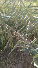 Brassicaceae