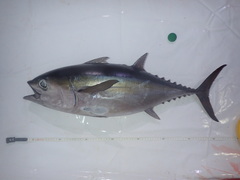 Bigeye Tuna photo 2