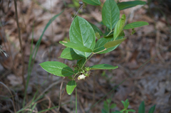 Lyonia mariana